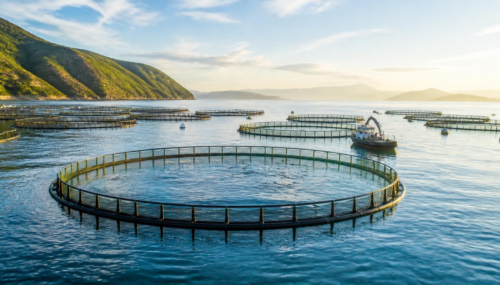 Marine aquaculture cages at a coastal production site