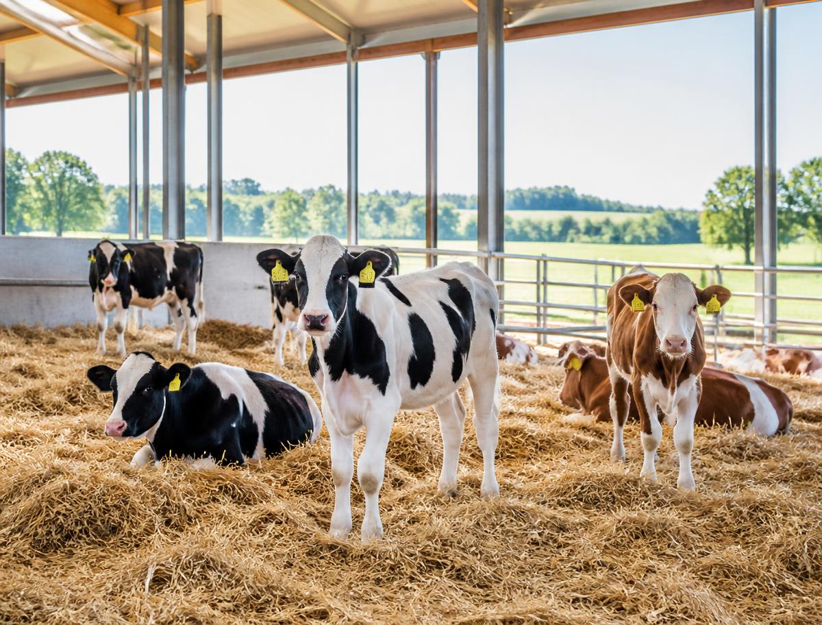 Livestock production environment
