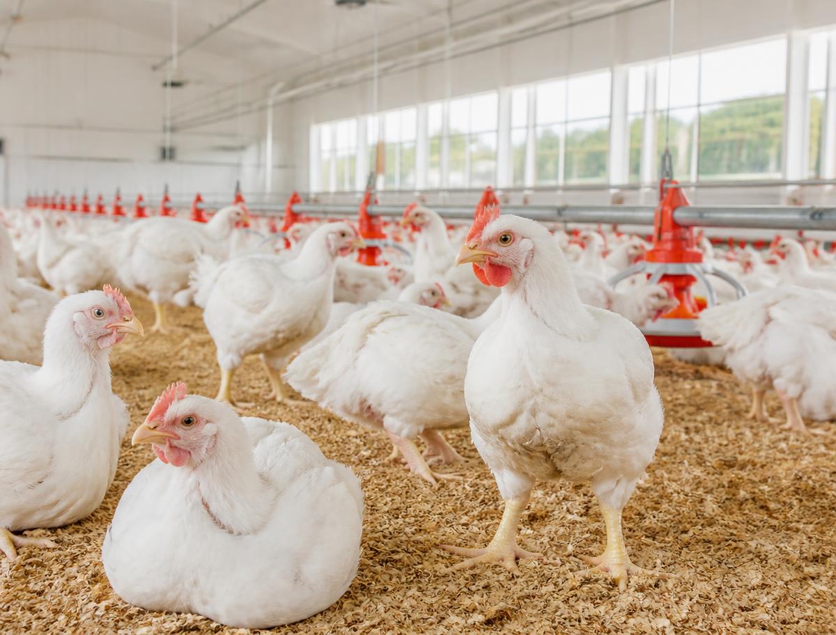 Poultry production environment